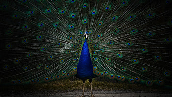 Peacock beauty, Zoo's treasure, Dark and intriguing, 1707 animals HD wallpaper