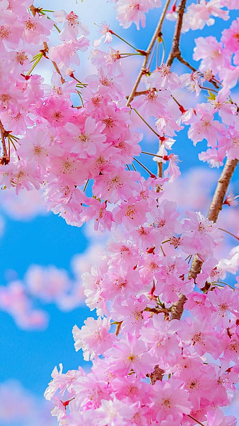 Flowers, pink, blossom HD phone wallpaper