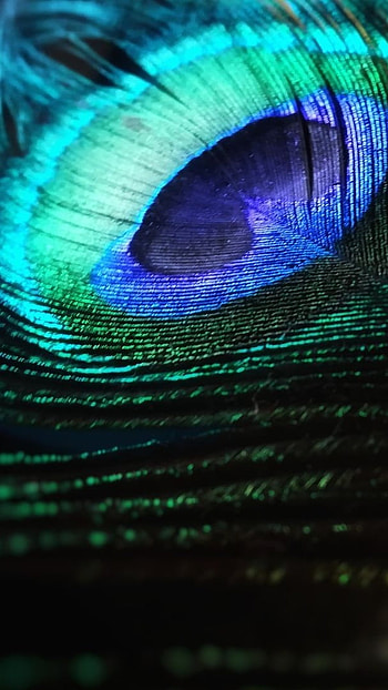 Peacock Feather, Blue Peacock, Feather HD phone wallpaper