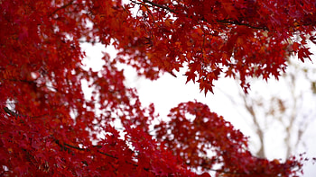Red maple leaves, 1624021 stock video, Red maple leaves, Stock video HD wallpaper