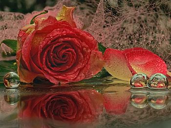 red rose, rose, life, red, cute, romantic, still HD wallpaper