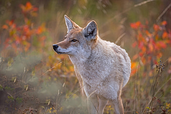 Coyote , Background , High-quality visuals, Immersive experience HD wallpaper