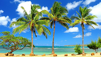 ... Tropical Group (8) HD wallpaper
