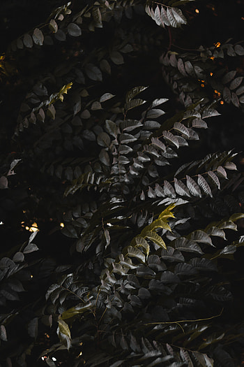 Nature, Leaves, Bush, Plant, Dark, Branches HD phone wallpaper