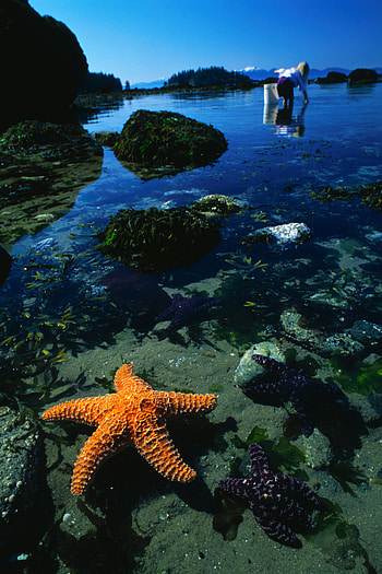 Animals, Water, Background, Sea, Starfish HD phone wallpaper