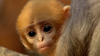 Cute baby monkey has too many babysitters - Animal Super Parents: Episode 3 Preview - BBC One - YouTube HD wallpaper