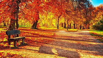 Golden park, Autumn HD wallpaper