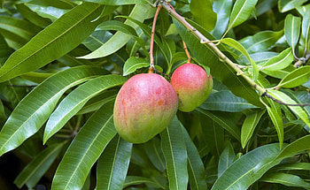 Mango tree planting, Thriving mango trees, Fruiting and pollination, Tropical fruit HD wallpaper