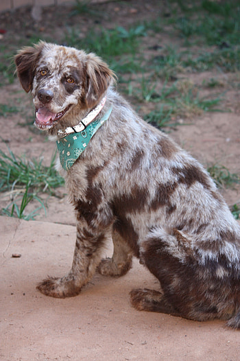 Prince William County, Fancy the pet, Australian Shepherd, Adoption opportunity HD phone wallpaper
