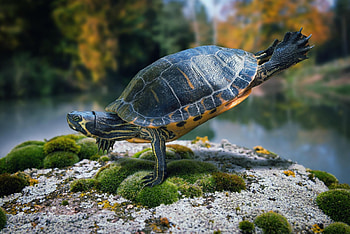....101,102,103..., animal, turtle, gym, john wilhelm, cute, funny, frog HD wallpaper