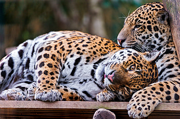 Animals, Predators, Couple, Pair, Sight, Opinion, Care, Jaguars HD wallpaper