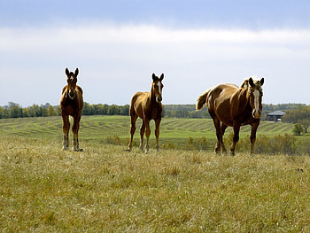 Animals, Grass, Sky, Horses HD wallpaper