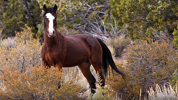 Spanish Mustang Horse, animal, spanish, horse, mustang, wild HD wallpaper