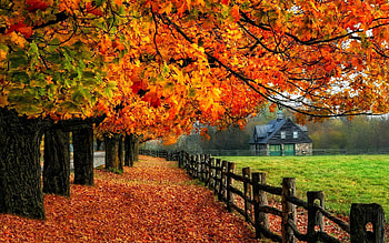 que hedge, Autumn HD wallpaper