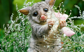 Animals, Cats HD wallpaper