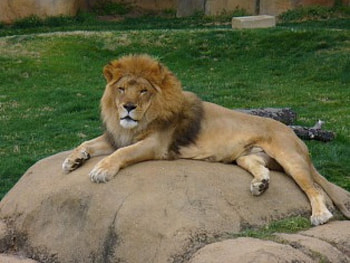 Leo the Lion, animal, lion HD wallpaper