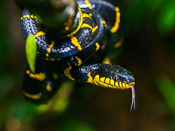 MANGROVE SNAKE, MANGGROVE, REPTILE, SNAKE HD wallpaper