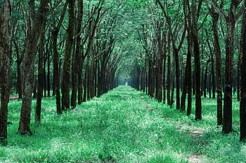 A serene pathway through a verdant forest with tall trees on both sides, offering a calming escape into nature. HD wallpaper