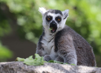 Ring Tailed Lemur, Artistic portrayal, Striking visuals, Madagascar's beloved primate HD wallpaper