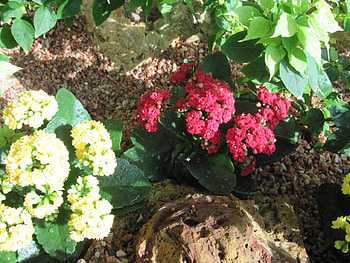 We Color the World in Spring 07, graphy, Red, Leaf, garden, rocks, stones, Green, Yellow, Flowers HD wallpaper