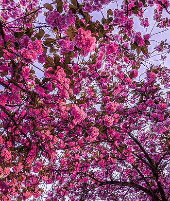 Flowers, Pink, Sakura, Branches, Bloom, Flowering HD phone wallpaper