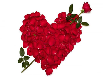 love by rose, m, red in love HD wallpaper