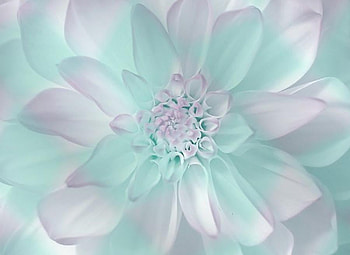 pastel dahlia, pastel, colorful, plants, dahlia, nature, flowers, lovely, nice HD wallpaper