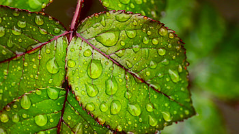 Leaf, Go Green HD wallpaper