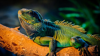 Green lizard, night, lizard, forest, tree HD wallpaper