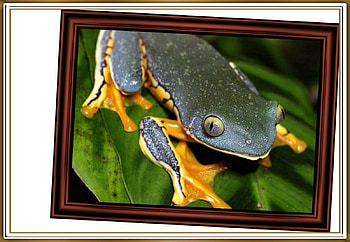 FRAMED FROGS, FROG, NATURE, FRAMED HD wallpaper