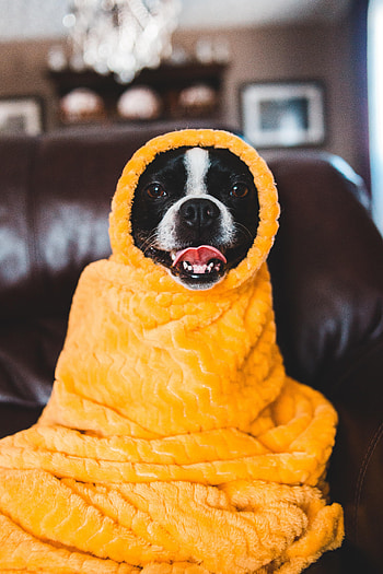 Funny, Animals, Dog, Protruding Tongue, Tongue Stuck Out, Blanket HD phone wallpaper