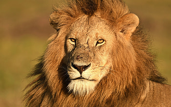Lion, animal, face, cat HD wallpaper