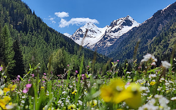 Aprica, Italian Alps, wildflowers, dolomites, landscape, clouds, sky HD wallpaper