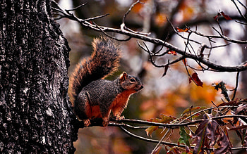 Animals, Squirrel, Autumn, Sit, Branch HD wallpaper