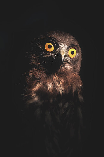Animals, Owl, Dark, Bird, Eyes, Predator HD phone wallpaper