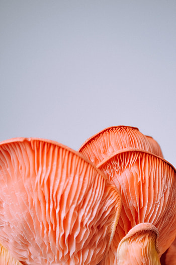 Mushroom bulb, close up HD phone wallpaper
