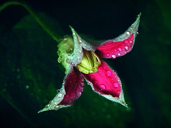 Flower drops, drops, plant, nature, flower HD wallpaper
