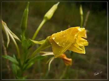 Tears of Summer, art , yellow, raindrops, beautiful, flowers HD wallpaper