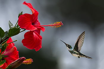 A hummingbird hovers gracefully near a blooming red hibiscus, showcasing nature's delicate beauty. HD wallpaper
