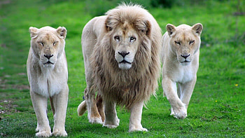 Animals, Grass, Lion, Stroll, Family HD wallpaper