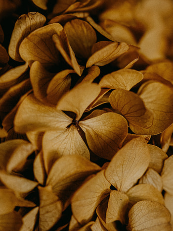 Flowers, Macro, Brown, Dry, Hydrangea HD phone wallpaper