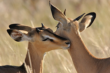 Antelope love, Wildlife , Romantic scenery, Adorable couple HD wallpaper