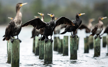 Cormorant in Tasmania, Avian charm, Natural habitat, Coastal beauty HD wallpaper