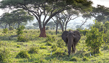 Bull Elephant in the Forest, Nature, Bull elephant, Forest, Elephant HD wallpaper