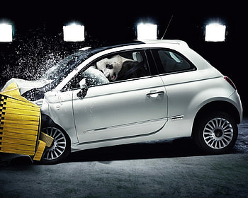 Panda crash test, animal, crash test, white, black, car, situation, bear, funny, panda HD wallpaper
