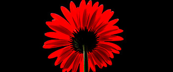 Red gerbera daisy, , Black background, Vibrant flowers HD wallpaper