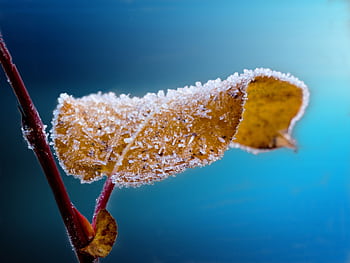 Close-up of a frost-covered yellow leaf on a branch, showcasing winter's beauty. HD wallpaper