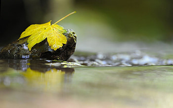 Water, Rock, Macro, Liquid, Sheet, Leaf, Stone HD wallpaper