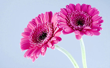Gerbera Daisy, Purple , Gerbera daisy, Daisy HD wallpaper