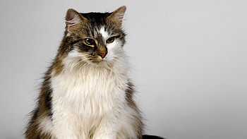 Animals, Cat, Fluffy, Color, Kind, Waiting, Expectation HD wallpaper